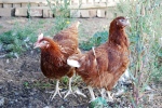 Brown Chickens